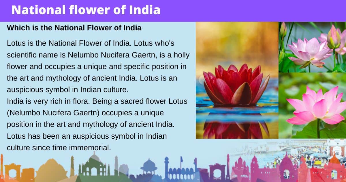why is the lotus the national flower of india