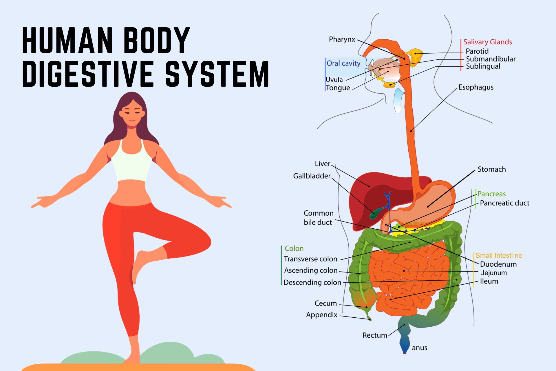Human body digestive system parts name