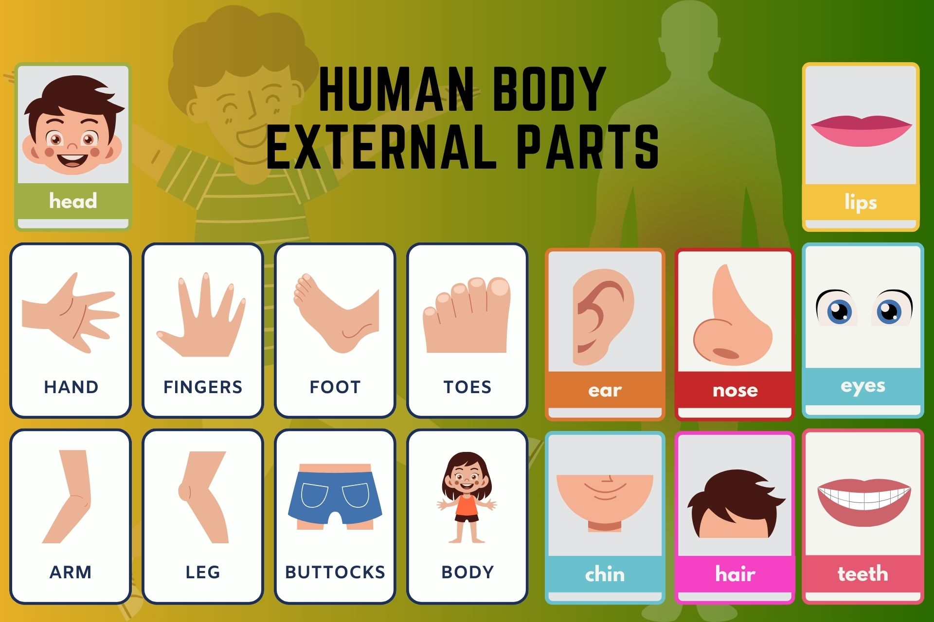 Human body external parts