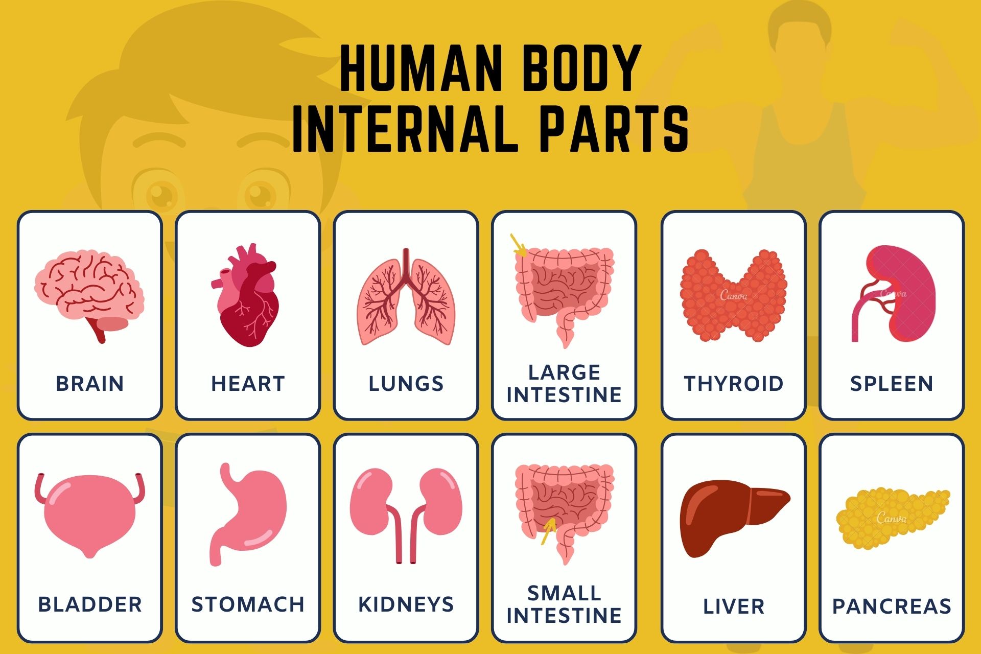 Human body internal parts