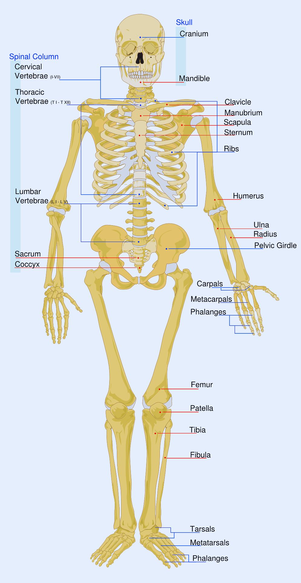 Body parts name - the skeletal system