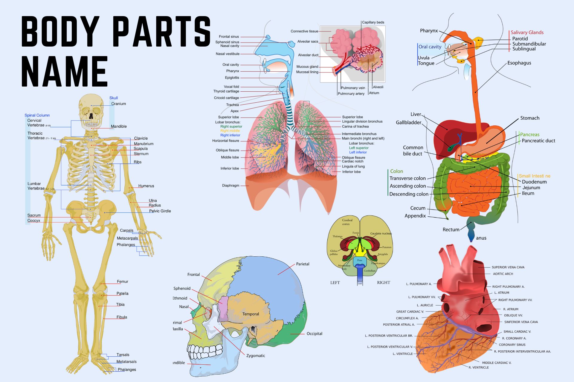 Human Body Parts Diagram Names Human Body Parts Diagram Names