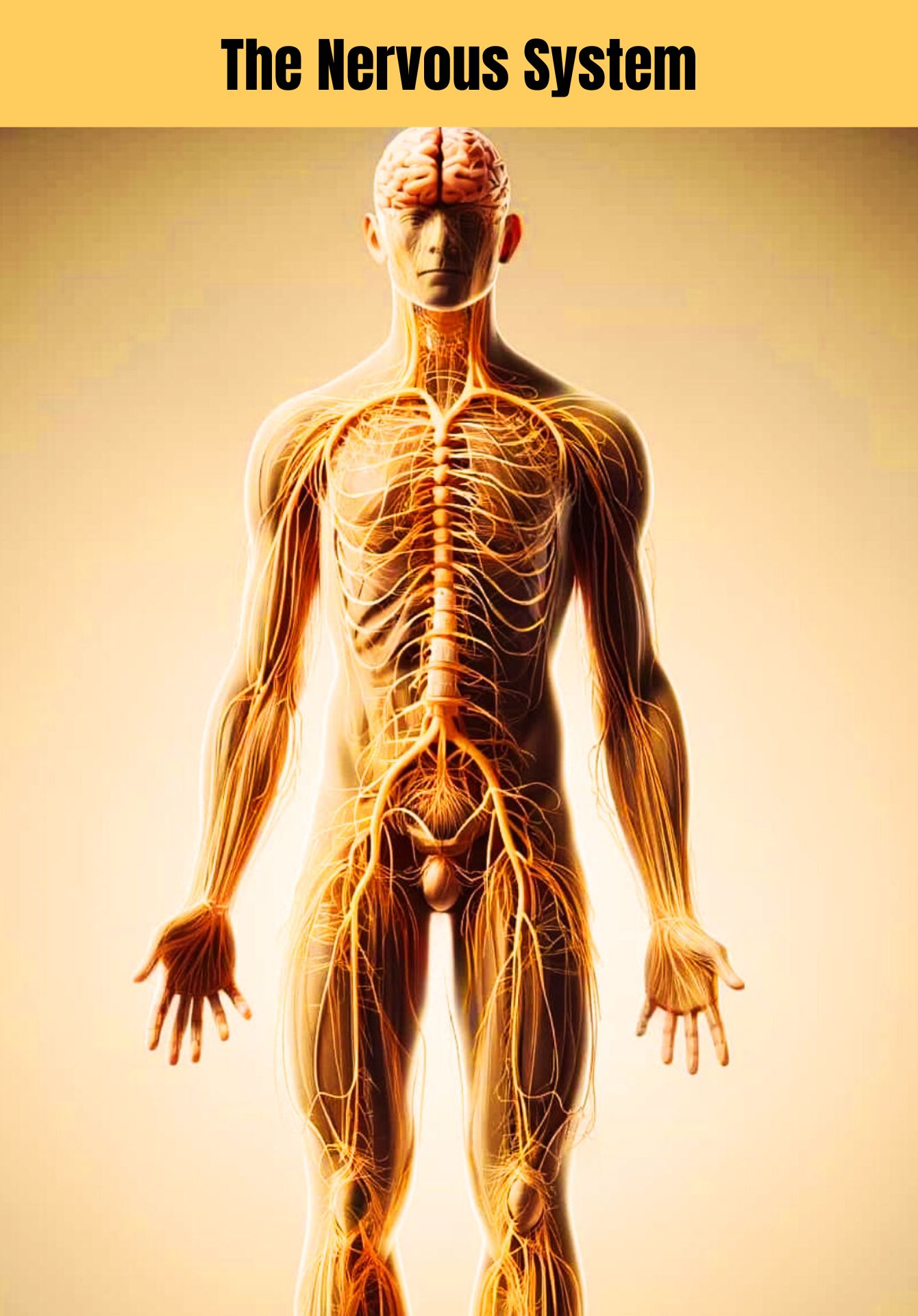 Human body nervous system