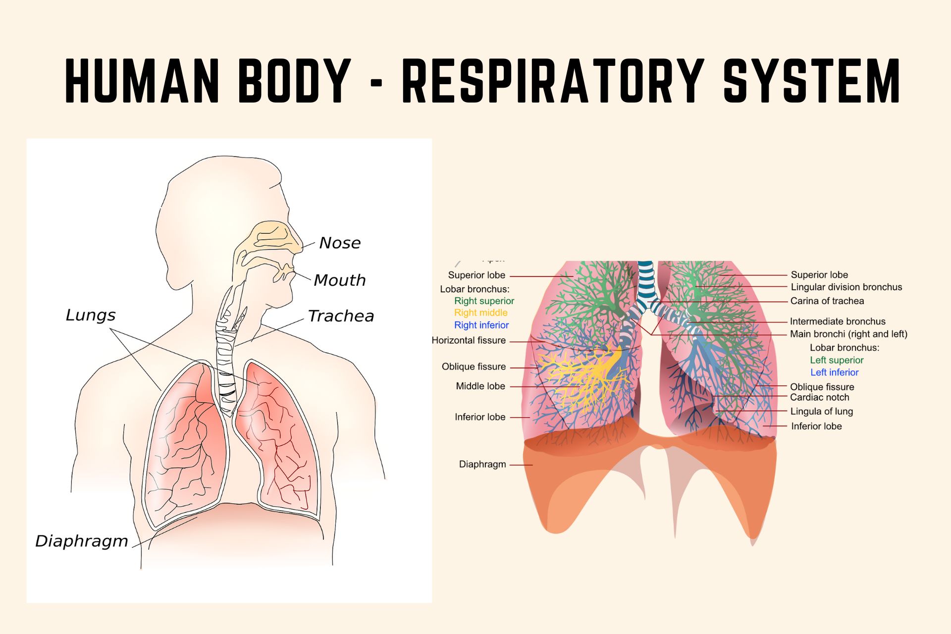 Respiratory system Respiratory system