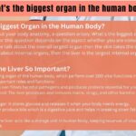 What’s the biggest organ in the human body?