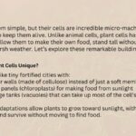 Plant Cell